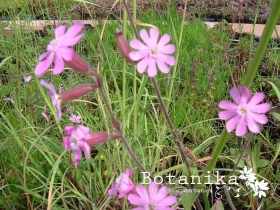 silene dioica